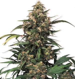 Семена Dutch Passion Seeds Strawberry Cough