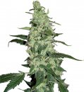 Skywalker (Феминизированные)