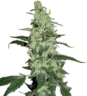 Семена Dutch Passion Seeds Skywalker