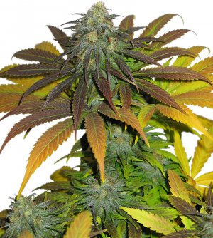 Семена Dutch Passion Seeds Californian Orange