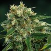 Phatt Fruity (Феминизированные)