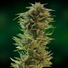 Amnesia Lemon (Феминизированные)