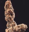 Afghani Special <sup>®</sup> (Обычные)