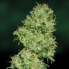 Utopia Haze (Феминизированные)