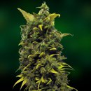 Barney's Farm Seeds Blue Cheese (Феминизированные)