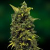 Blue Cheese (Феминизированные)