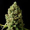 Critical Kush (Феминизированные)