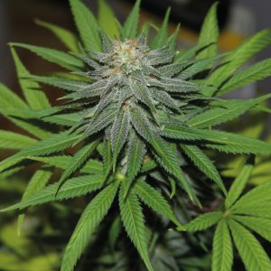 Семена Barney's Farm Seeds Pineapple Express (Автоцветущие феминизированные)