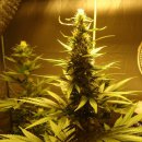 Nirvana Seeds AK-48 (Феминизированные)