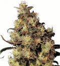 Dutch Passion Seeds Blue Velvet (Феминизированные)