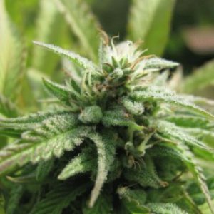 Семена Nirvana Seeds Royal Flush (Феминизированные)