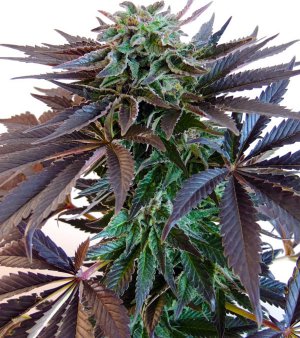 Семена Dutch Passion Seeds Night Queen