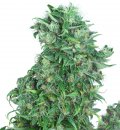 Dutch Passion Seeds Think Different (Автоцветущие феминизированные)