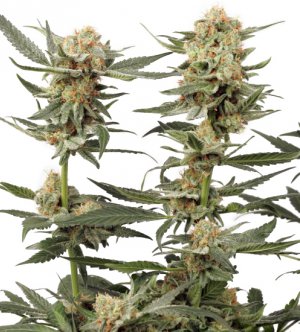 Семена Dutch Passion Seeds Ortega Indica