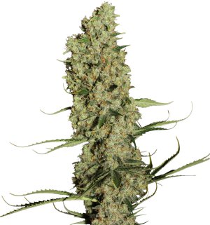 Семена Dutch Passion Seeds Jorge's Diamonds #1