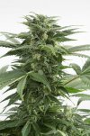 Kush-N-Cheese (Автоцветущие феминизированные)