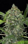 White Cheese (Автоцветущие феминизированные)