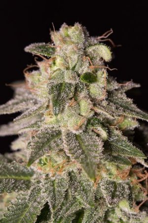 Семена Dinafem Seeds Shark Shock CBD