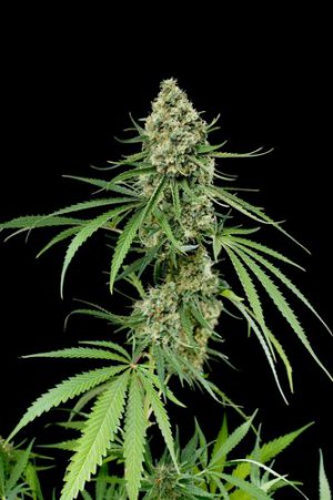 Семена Dinafem Seeds Critical+