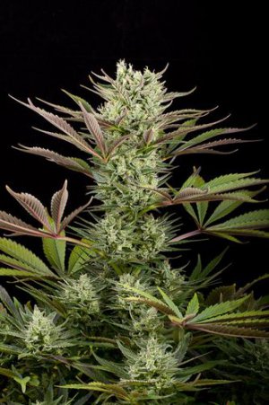 Семена Dinafem Seeds Deep Cheese