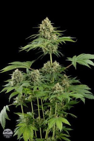 Семена Dinafem Seeds Moby Dick