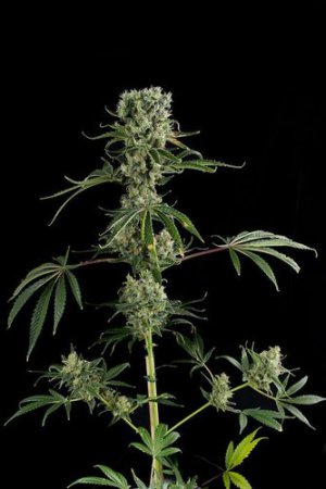 Семена Dinafem Seeds Moby Dick #2