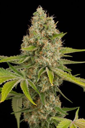 Семена Dinafem Seeds OG Kush