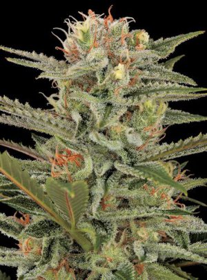 Семена Dinafem Seeds Original Amnesia