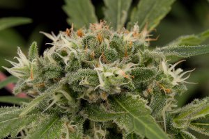 Семена Dinafem Seeds Strawberry Amnesia