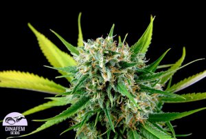 Семена Dinafem Seeds Royale Haze