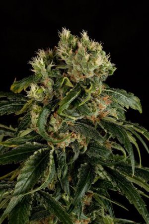 Семена Dinafem Seeds Santa Sativa