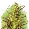 Blueberry Kush (Автоцветущие феминизированные)