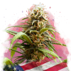Bruce Banner 3 (Феминизированные)