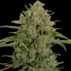 Triple Cheese (Феминизированные)