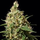 Peppermint Kush (Феминизированные)