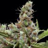 CBD Blue Shark (Феминизированные)