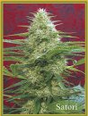 Mandala Seeds Satori (Обычные)