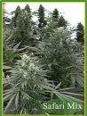 Mandala Seeds Safari Mix (Обычные)
