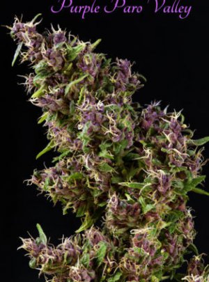 Семена Mandala Seeds Purple Paro Valley