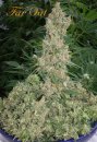 Mandala Seeds Far Out (Феминизированные)