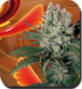 Buddha Seeds Syrup (Автоцветущие феминизированные)