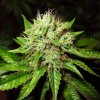 OG Kush (Автоцветущие феминизированные)