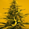 White Widow (Автоцветущие феминизированные)
