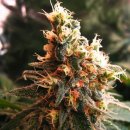 Nirvana Seeds Jock Horror (Автоцветущие феминизированные)