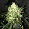 OG Kush (Феминизированные)