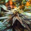 Mango Skunk (Обычные)