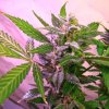 Blue Mystic (Обычные)