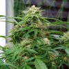 White Rhino (Обычные)