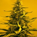 Nirvana Seeds White Widow (Феминизированные)