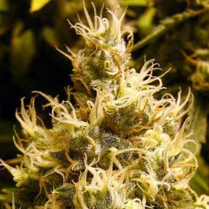 Семена Nirvana Seeds Wonder Woman (Феминизированные)